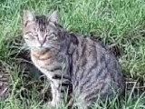 À accueillir : duo de chats inséparables de 4 et 6 ans