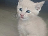 Prêt pour l'adoption : chaton mâle beige