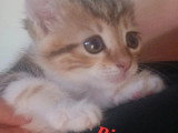 À adopter : chaton femelle tricolore