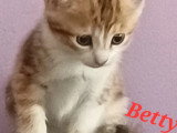 Disponible à l'adoption : chaton femelle de 5 mois