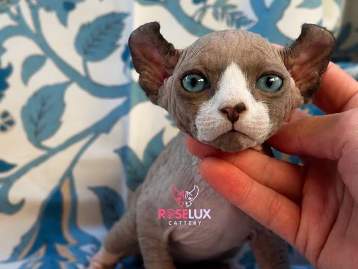 Chaton Elf-Cat à vendre