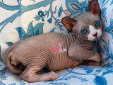 Chaton Elf-Cat à vendre