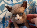 Chaton à vendre