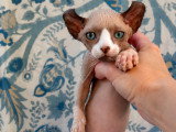 Chaton à vendre