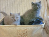 Chatons British Shorthair à vendre
