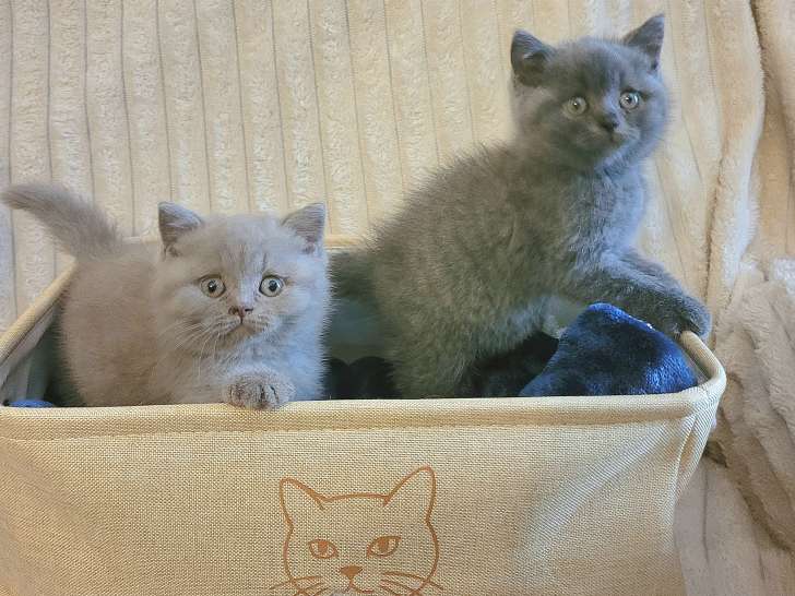 Chatons British Shorthair à vendre
