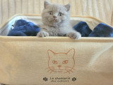 Chatons British Shorthair à vendre