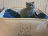 Chatons British Shorthair à vendre