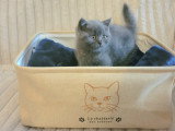 Chatons British Shorthair à vendre
