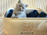 Chatons British Shorthair à vendre