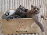 Chatons British Shorthair à vendre