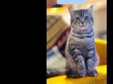 Disponible à l'adoption : chat tigré gris de 6 ans