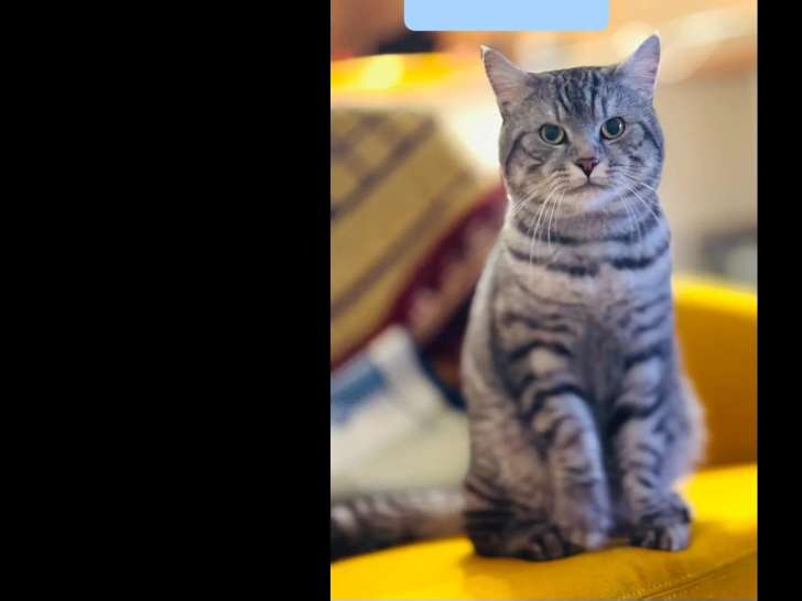 Disponible à l'adoption : chat tigré gris de 6 ans