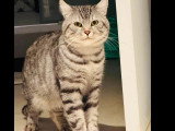 Disponible à l'adoption : chat tigré gris de 6 ans