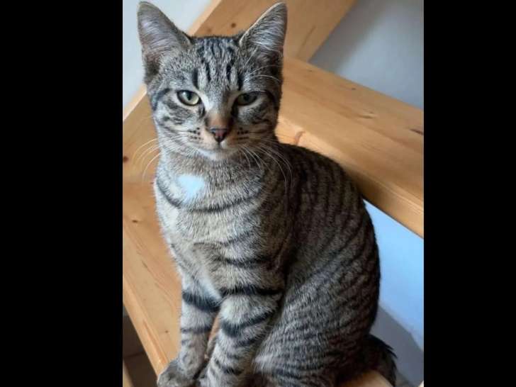 À adopter : chaton mâle tigré de 10 mois