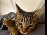 À adopter : chaton mâle tigré de 10 mois