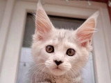 Trois chatons femelles Maine Coon LOOF nés en mars 2026 à vendre