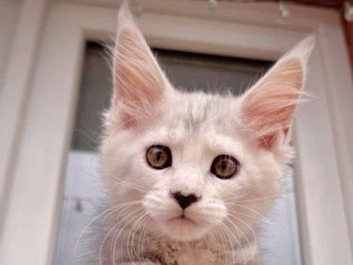 Trois chatons femelles Maine Coon LOOF nés en mars 2026 à vendre