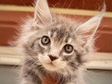 Trois chatons femelles Maine Coon LOOF nés en mars 2026 à vendre