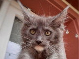 Trois chatons femelles Maine Coon LOOF nés en mars 2026 à vendre