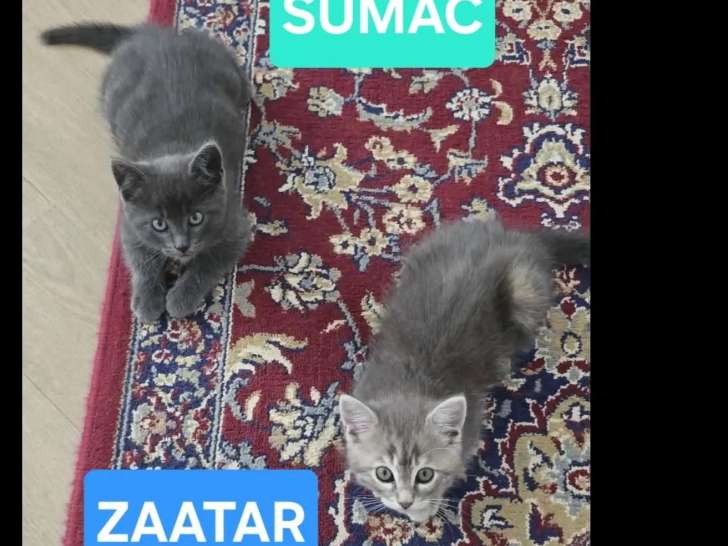 En quête d'un foyer : duo de chatons de 2 mois à adopter ensemble
