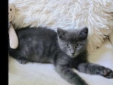 En quête d'un foyer : duo de chatons de 2 mois à adopter ensemble