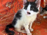 À adopter : chaton femelle noir et blanc de 3 mois