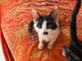 À adopter : chaton femelle noir et blanc de 3 mois
