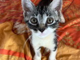 En attente d'adoption : chaton femelle tigré de 3 mois