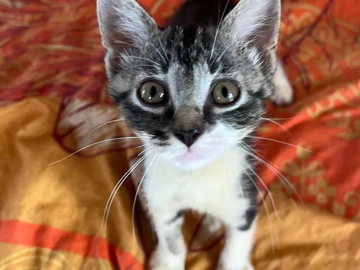 En attente d'adoption : chaton femelle tigré de 3 mois