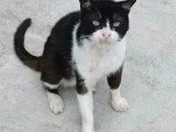 Disponible à l'adoption : chat noir et blanc d'un an