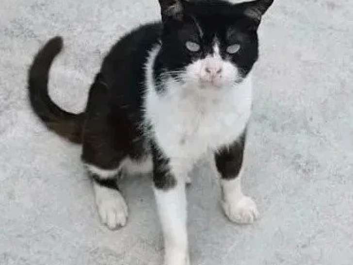 Disponible à l'adoption : chat noir et blanc d'un an