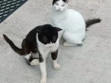 Disponible à l'adoption : chat noir et blanc d'un an