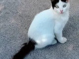 À adopter : chaton mâle blanc de 10 mois
