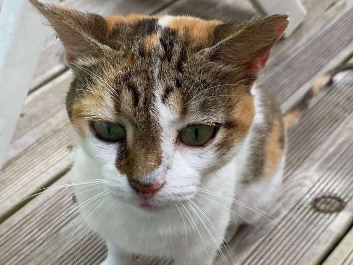 À la recherche d'une famille : chatte tricolore de 2 ans