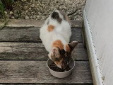 À la recherche d'une famille : chatte tricolore de 2 ans