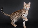 Chatte Bengal LOOF à vendre née en novembre 2023