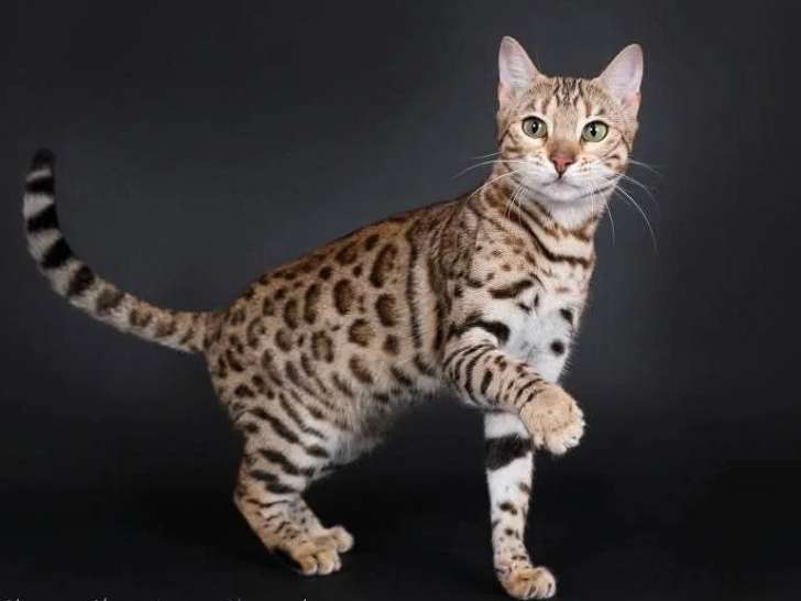 Chatte Bengal LOOF à vendre née en novembre 2023
