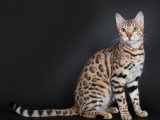 Chatte Bengal LOOF à vendre née en novembre 2023