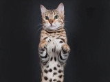 Chatte Bengal LOOF à vendre née en novembre 2023