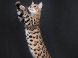 Chatte Bengal LOOF à vendre née en novembre 2023