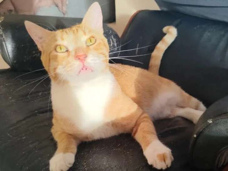 Prêt pour l'adoption : chat roux et blanc de 2 ans