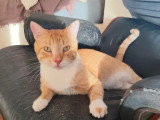 Prêt pour l'adoption : chat roux et blanc de 2 ans
