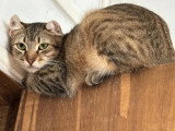 En quête d'un foyer : chaton mâle tigré de 7 mois