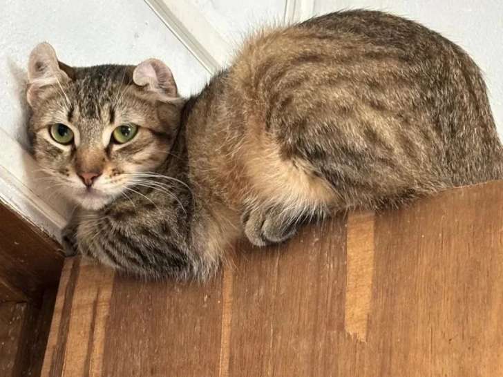 En quête d'un foyer : chaton mâle tigré de 7 mois
