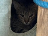 En quête d'un foyer : chaton mâle tigré de 7 mois