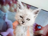 Chaton femelle Maine Coon black smoke LOOF en vente né en avril 2026