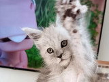 Chaton femelle Maine Coon black smoke LOOF en vente né en avril 2026
