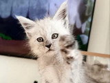 Chaton femelle Maine Coon black smoke LOOF en vente né en avril 2026