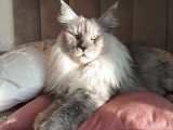 Chaton femelle Maine Coon black smoke LOOF en vente né en avril 2026
